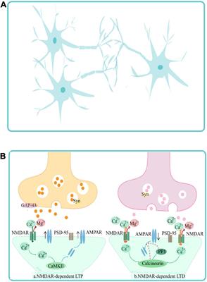 Post-stroke cognitive impairment and synaptic plasticity: A review about the mechanisms and Chinese herbal drugs strategies